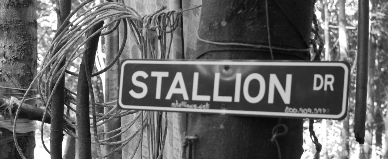 IMG_0449 Stallion Way sign